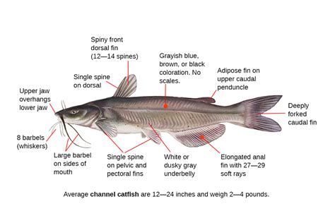 chanel catfish|channel catfish identifying features.